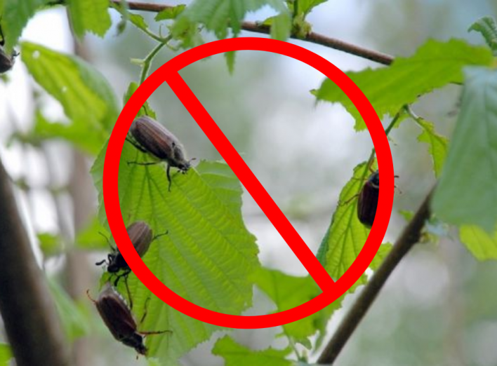 Травневі жуки більше не проблема: як боротися фото