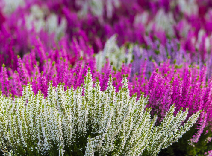 Цвістимуть протягом літа: 6 квітів – багаторічників, на які варто звернути увагу фото