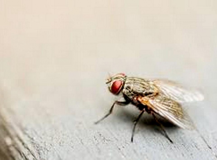 Як зробити пастку для комарів та мух фото