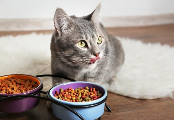 Питание кошек: Раскрываем секреты и выбираем идеальный корм