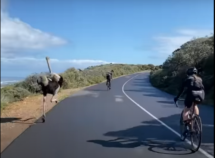 Як страус показав велогонщикам, що таке швидкість (ВІДЕО) фото