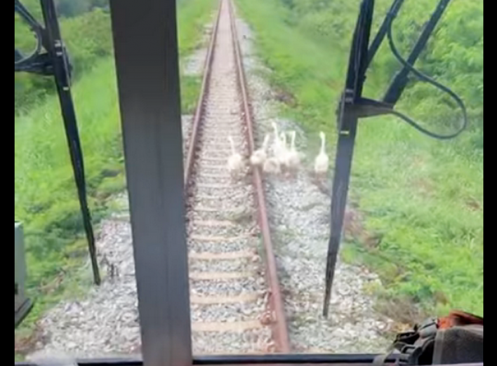Гуси стали винуватцями затримки потягу (Курйозне відео) фото