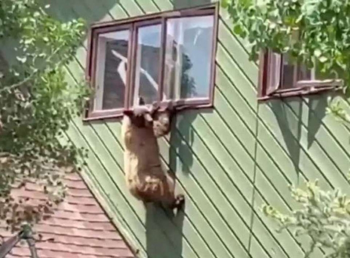 Ведмідь вибив вікно і вкрав свинячі відбивні (ВІДЕО) фото