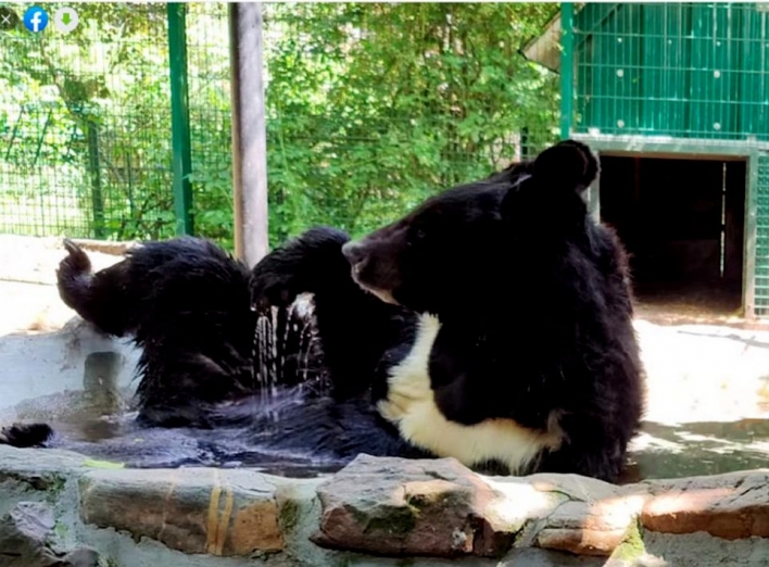Врятований з-під Краматорська ведмідь отримав приватний басейн у Європі фото