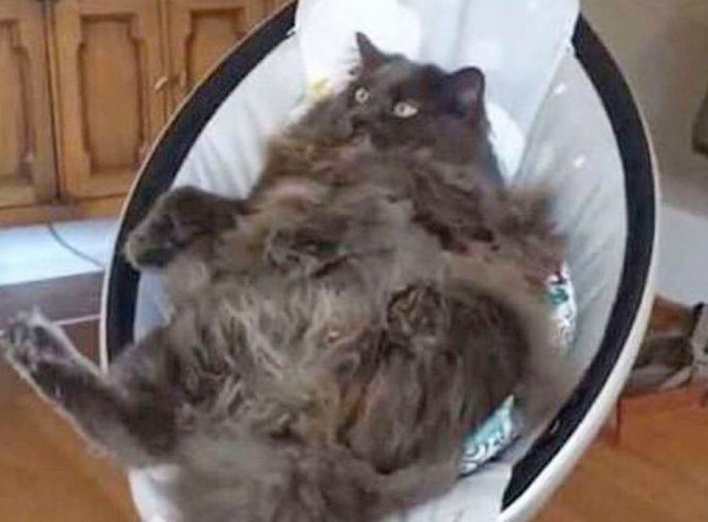 Кішка заснула в дитячій колисці і підкорила YouTube (ВІДЕО) фото
