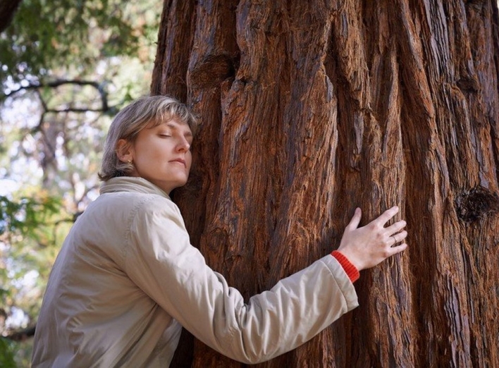 Яке дерево обійняти, щоб позбутися хвороб: 5 дерев-цілителів з найсильнішою енергетикою фото