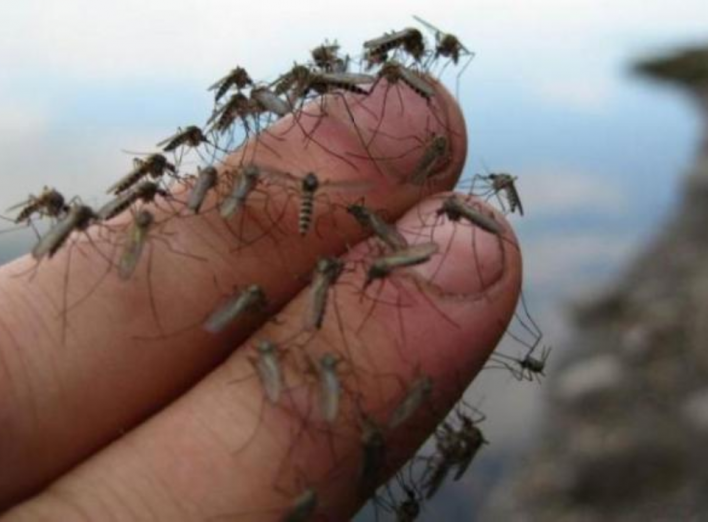 Жодна комаха не підлетить: як позбутися надокучливих комах фото