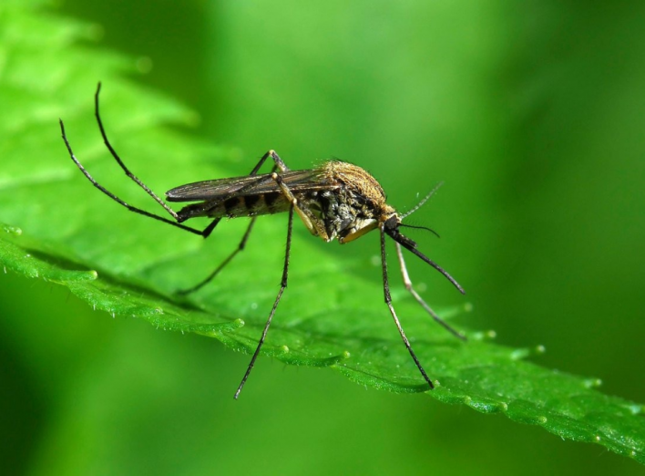 Комарі не терплять цей запах: які рослини можуть врятувати вашу оселю від комах фото