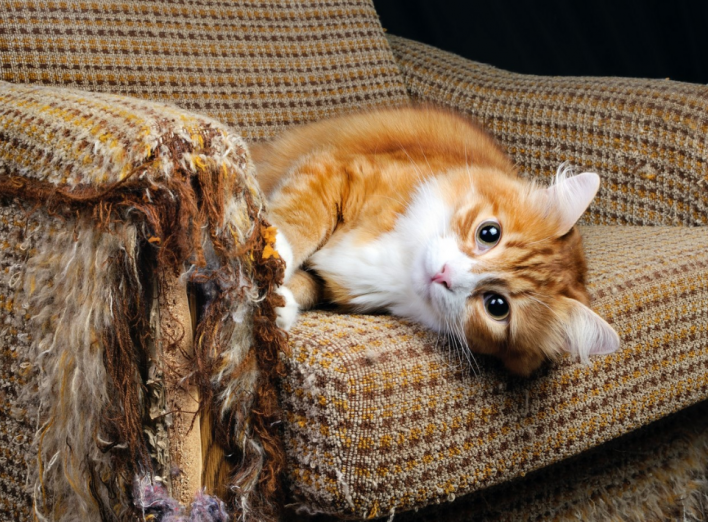 Як зробити так, щоб кішка не дерла шпалери і меблі: дієві способи фото