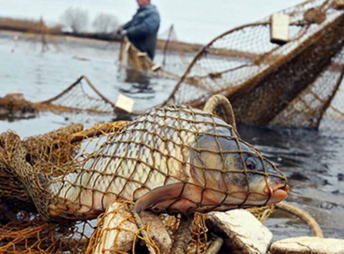 На Чернігівщині горе-рибалка ноловив понад 25 кілограмів риби сітками (Фото) фото