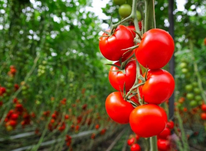 Чим підживити помідори в серпні, щоб отримати гарний врожай фото
