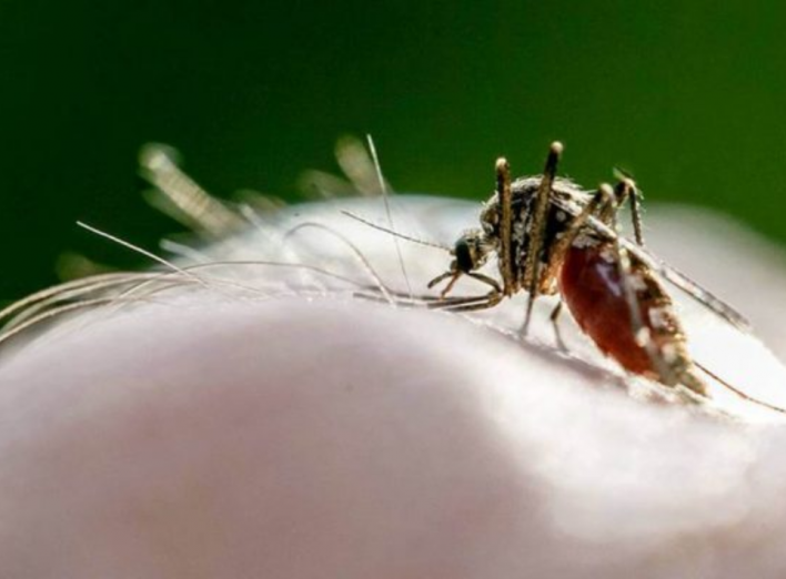 Кого особливо часто кусають комарі? фото