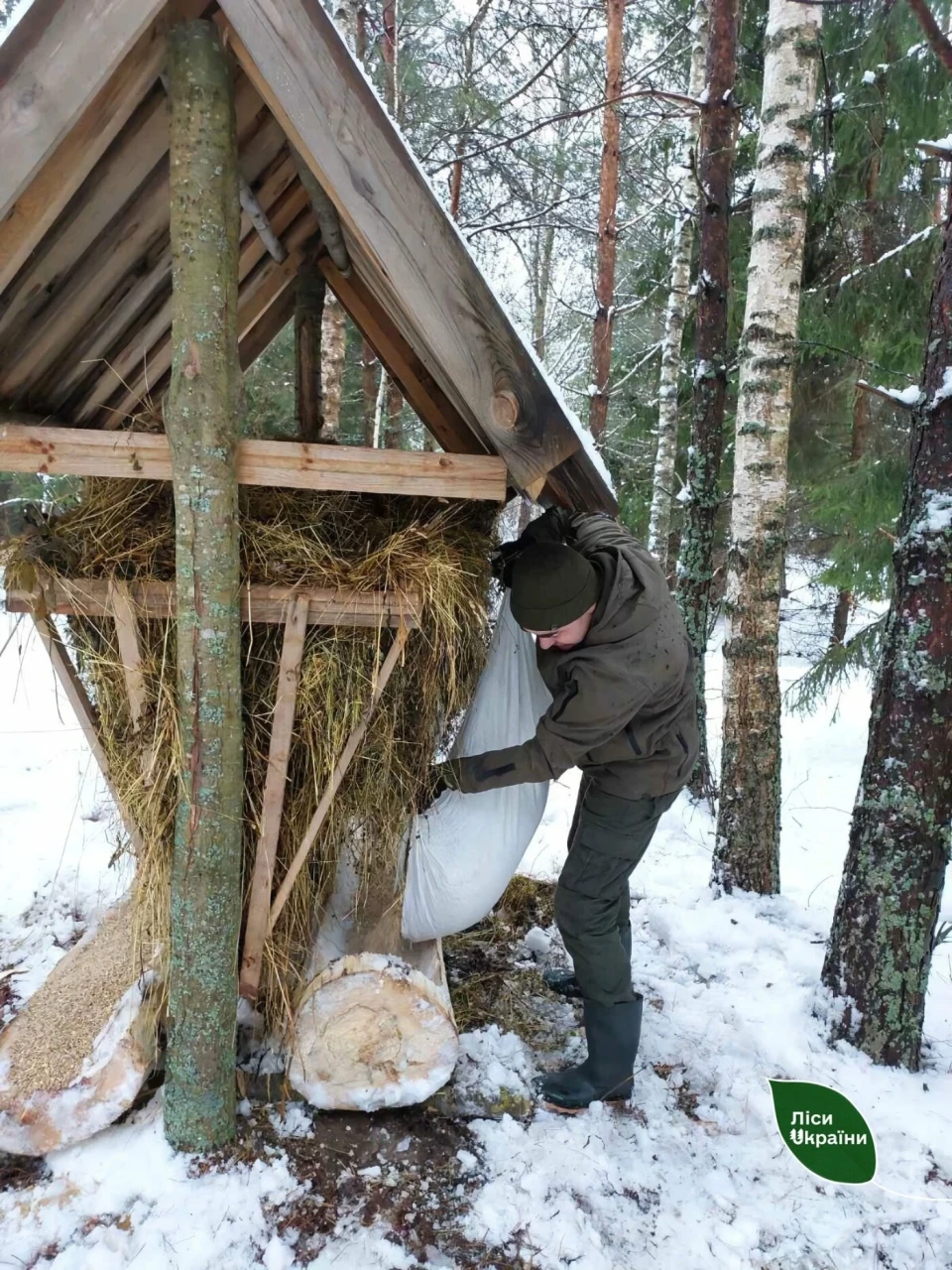 У лісах Чернігівщини почалась зимова підгодівля тваринок (Фото) фото №2