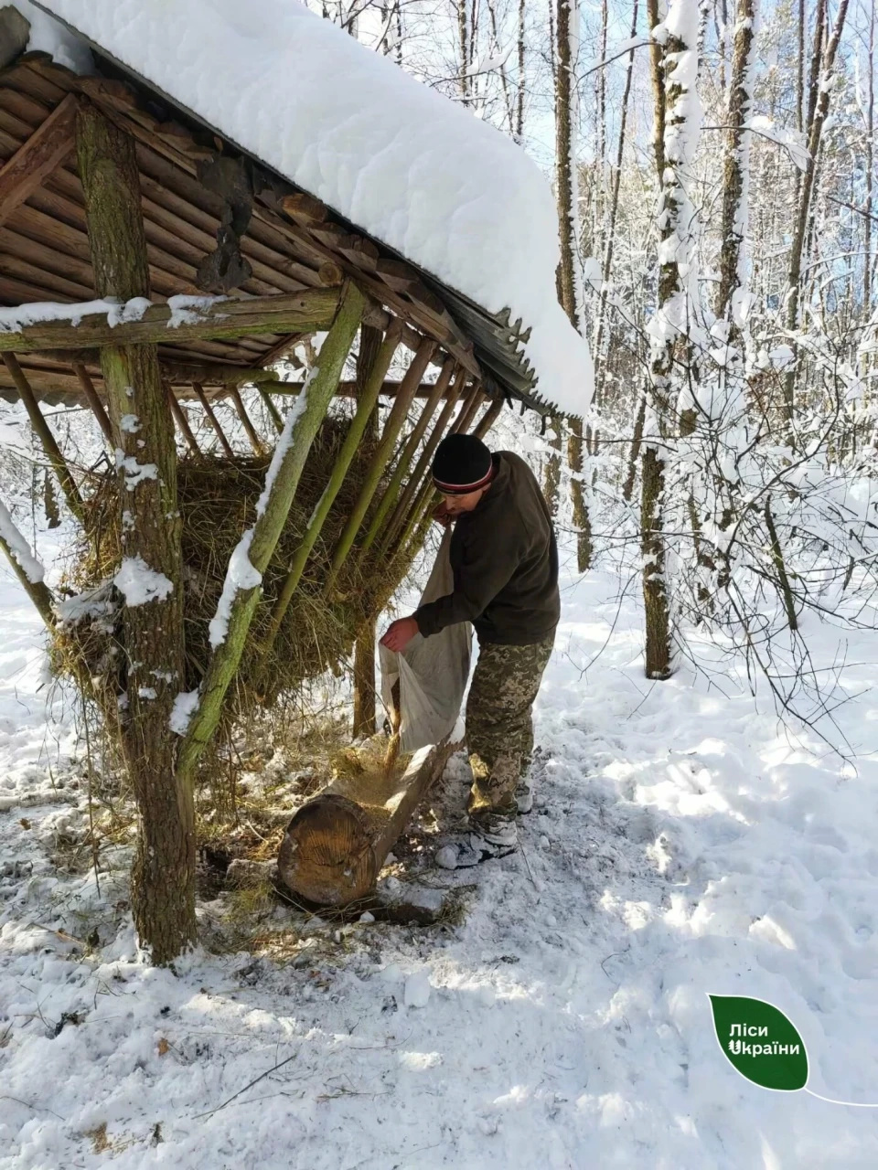 У лісах Чернігівщини почалась зимова підгодівля тваринок (Фото) фото №4