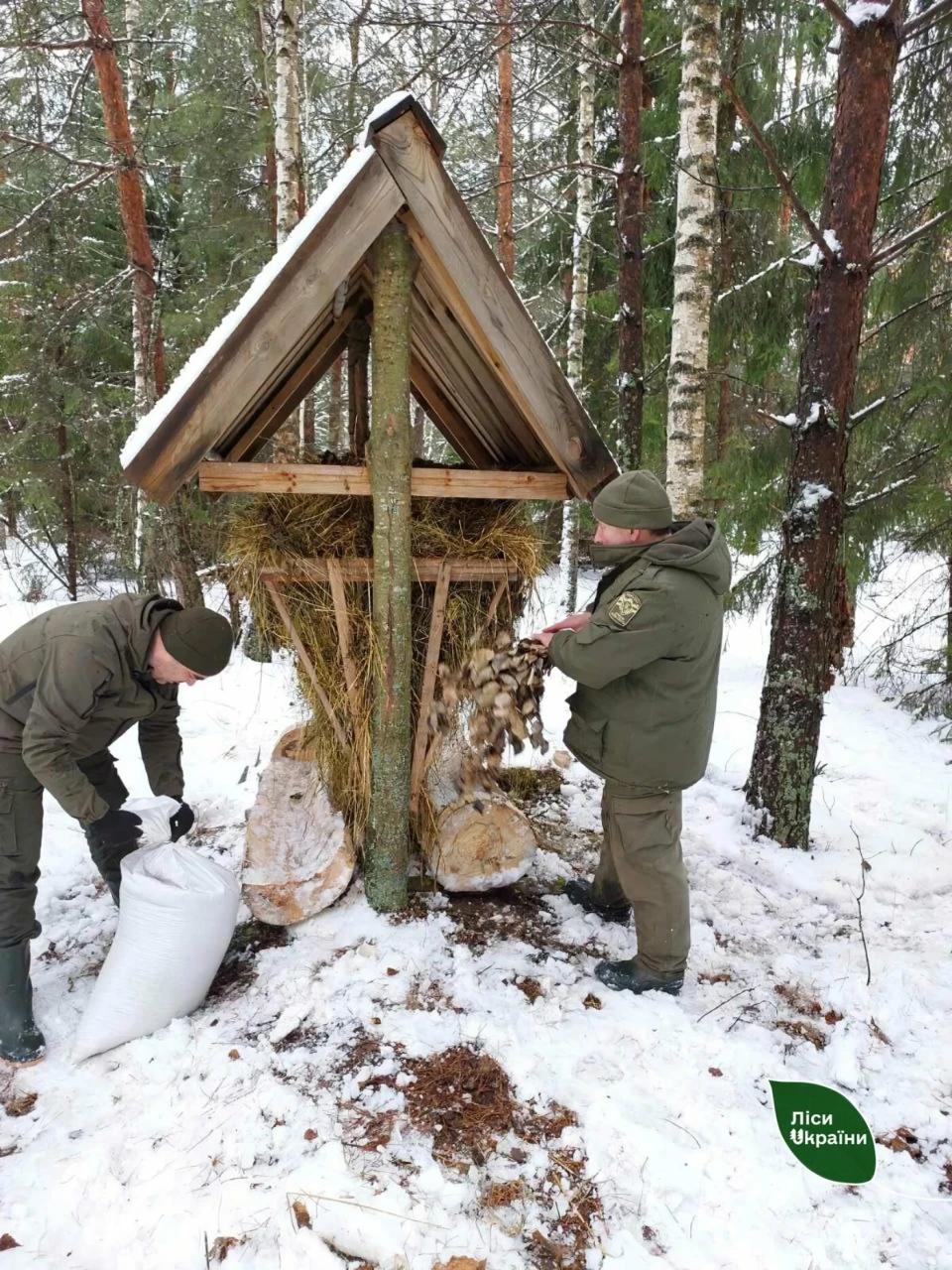 У лісах Чернігівщини почалась зимова підгодівля тваринок (Фото) фото №5