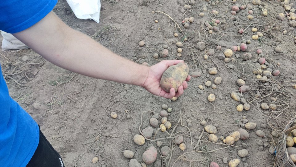 Чернігівщина та Ніжин: господарі розповідають про урожай картоплі 2023 (Фото)  фото №2