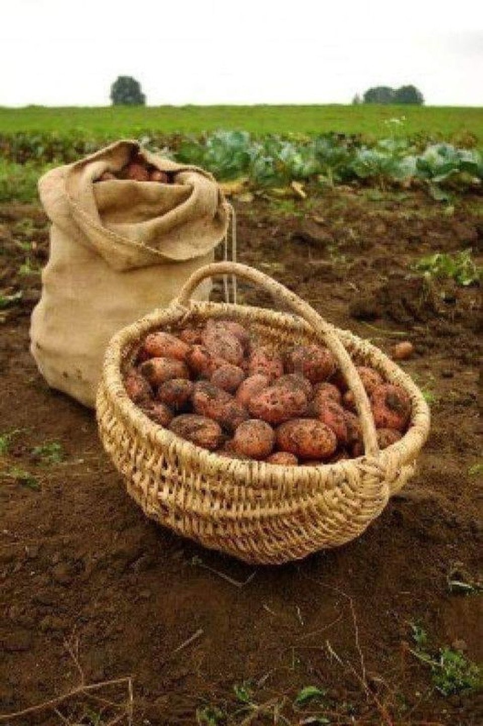 Чернігівщина та Ніжин: господарі розповідають про урожай картоплі 2023 (Фото)  фото №3