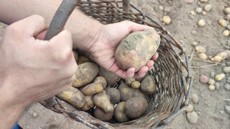 Чернігівщина та Ніжин: господарі розповідають про урожай картоплі 2023 (Фото)  фото №4