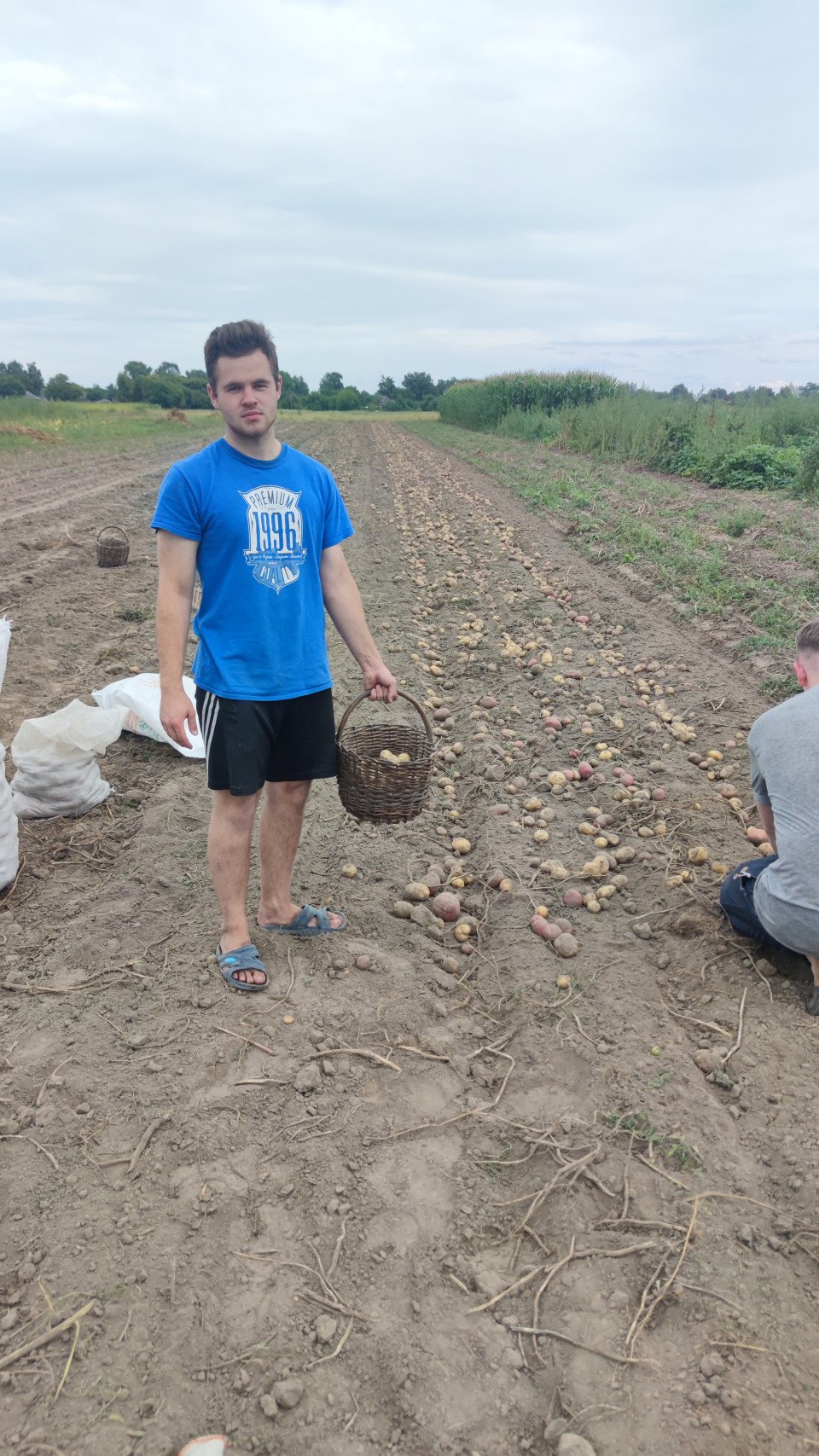 Чернігівщина та Ніжин: господарі розповідають про урожай картоплі 2023 (Фото)  фото №5