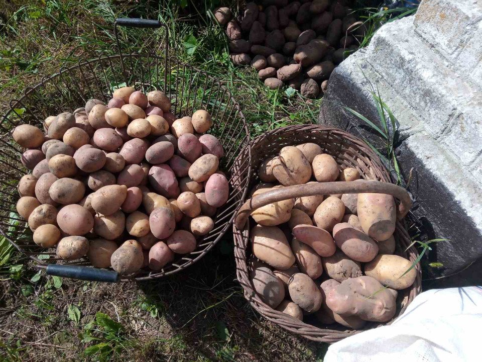 Чернігівщина та Ніжин: господарі розповідають про урожай картоплі 2023 (Фото)  фото №7