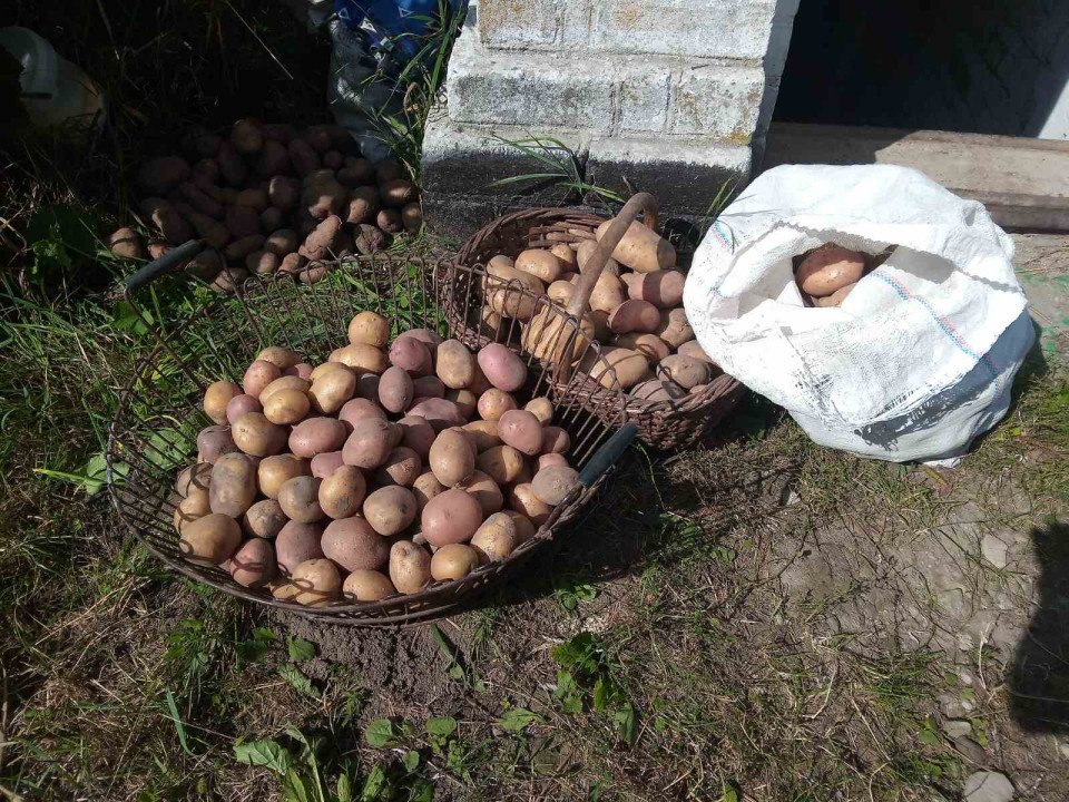 Чернігівщина та Ніжин: господарі розповідають про урожай картоплі 2023 (Фото)  фото №8