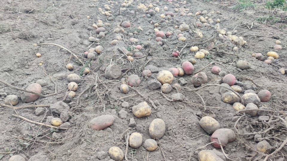 Чернігівщина та Ніжин: господарі розповідають про урожай картоплі 2023 (Фото)  фото №9