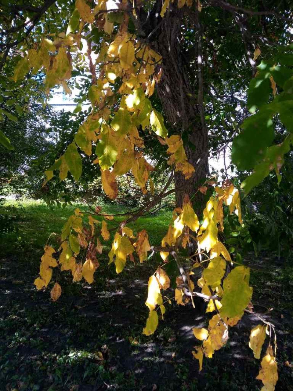 Золота осінь в місті Ніжині (Фото репортаж) фото №27