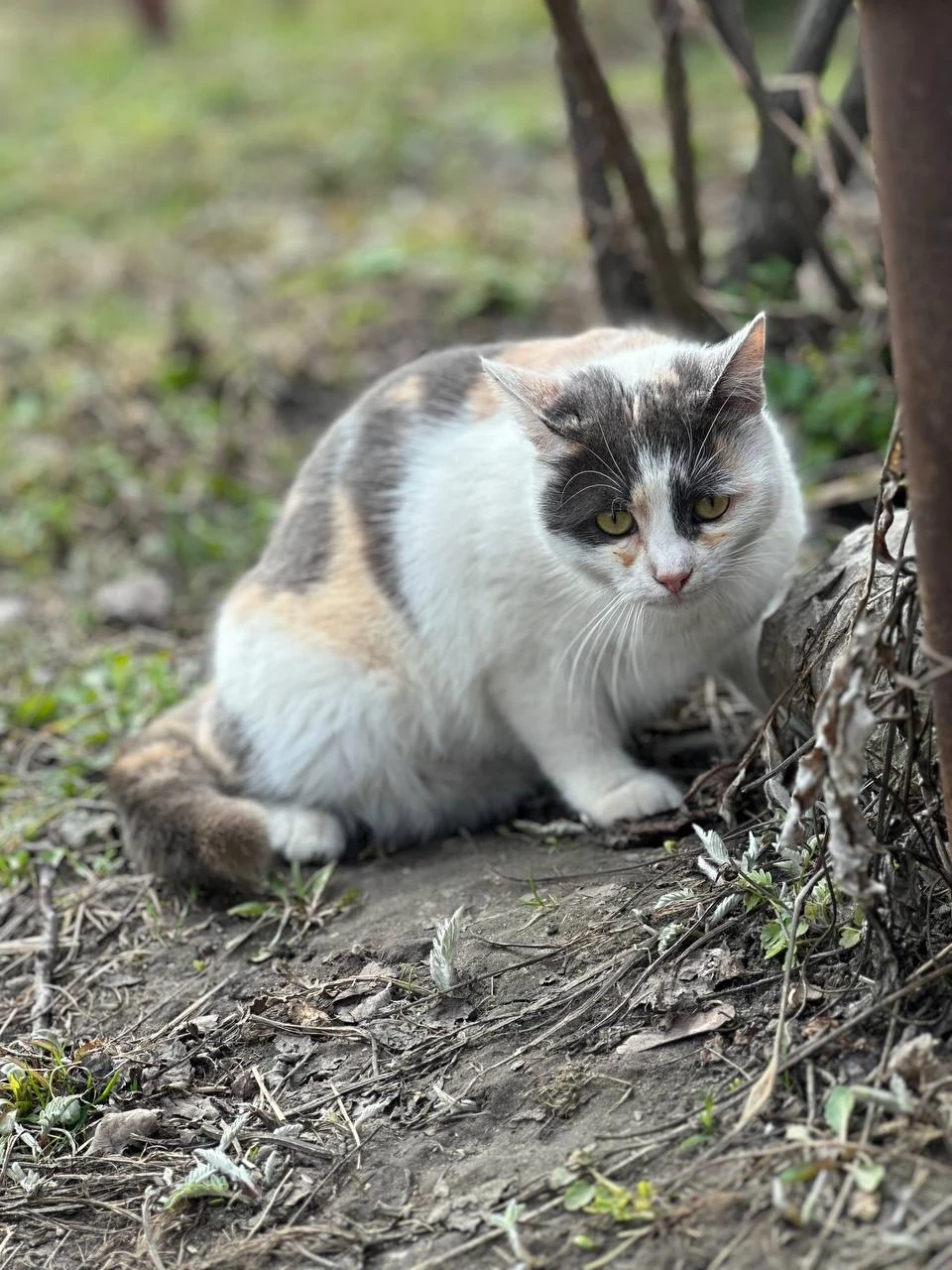 Березневі котики"по-ніжинськи" (Фоторепортаж) фото №3