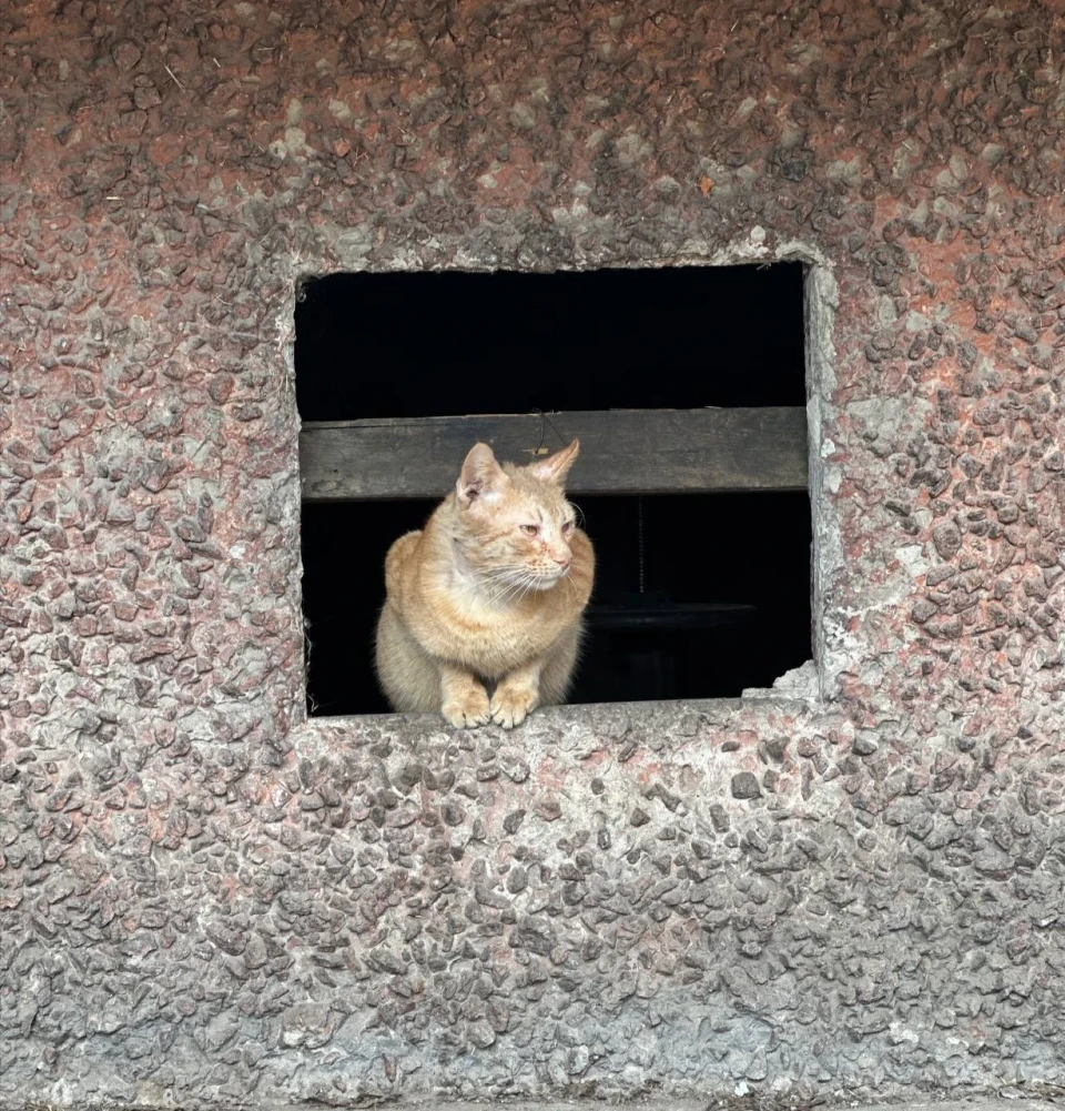 Березневі котики"по-ніжинськи" (Фоторепортаж) фото №6