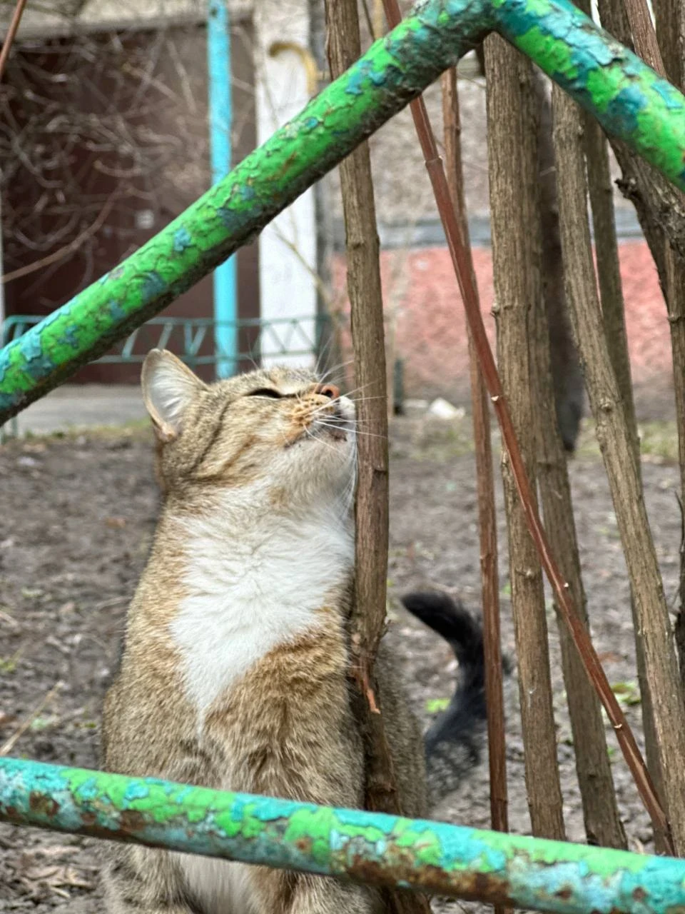 Березневі котики "по-ніжинськи" (Фоторепортаж) фото №7