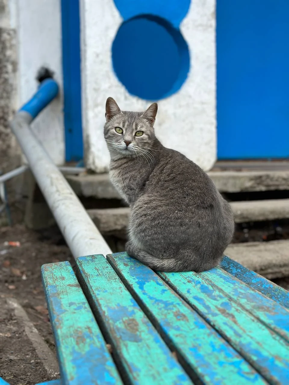 Березневі котики"по-ніжинськи" (Фоторепортаж) фото №8