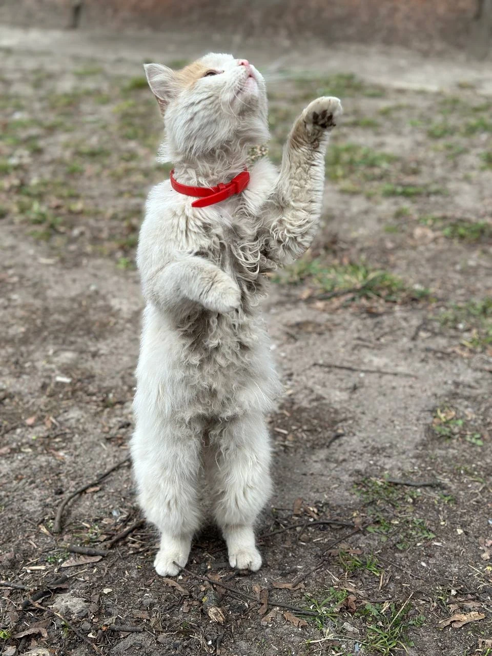 Березневі котики "по-ніжинськи" (Фоторепортаж) фото №10