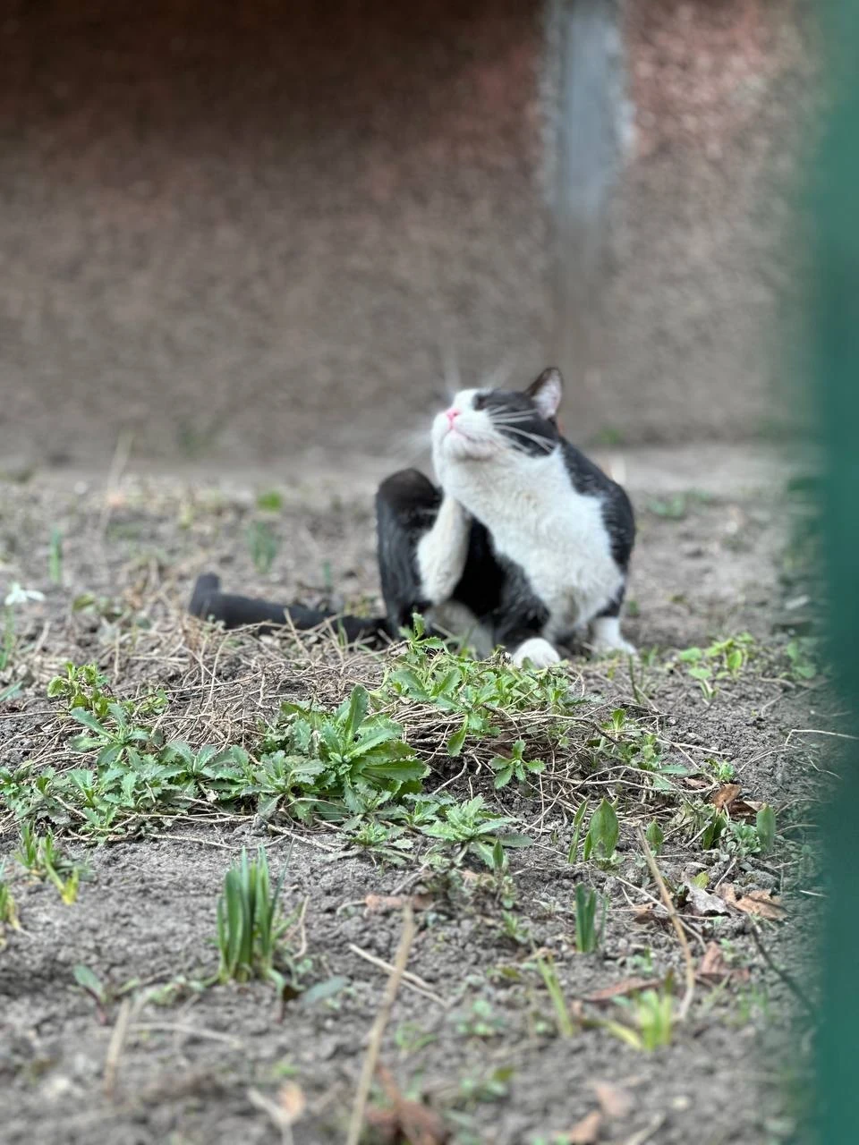 Березневі котики"по-ніжинськи" (Фоторепортаж) фото №12