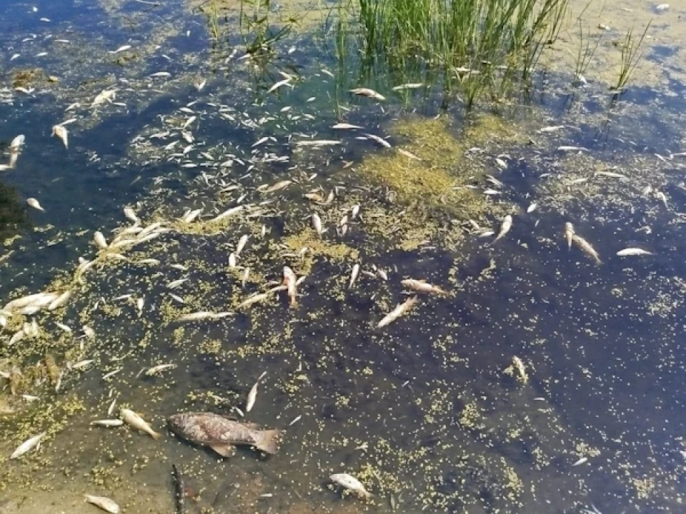 Екологи проаналізували воду з Сейму: чим забруднили річку фото №3