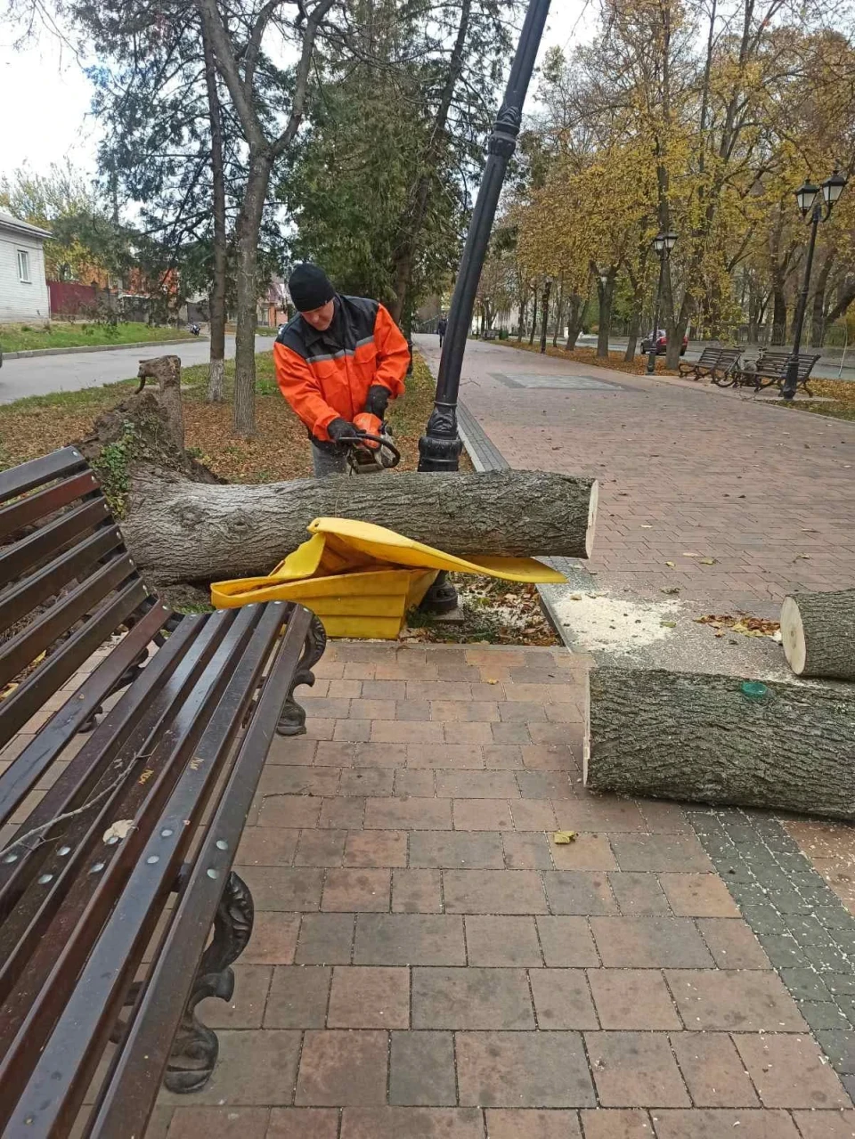 У Ніжині вирує негода: вітер повалив декілька дерев фото №1