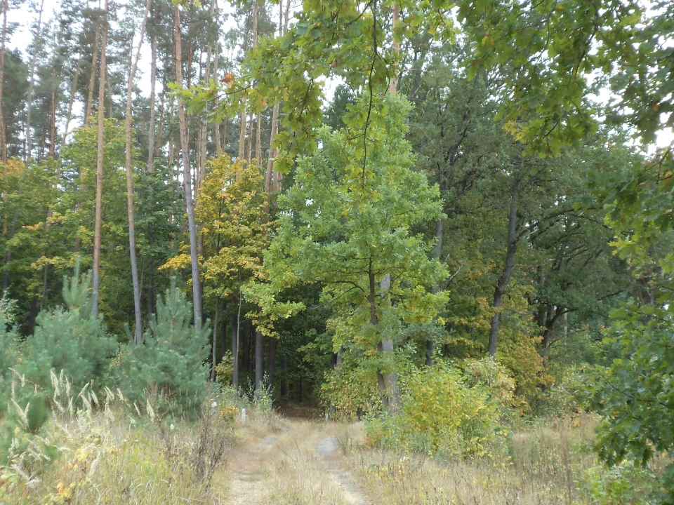 Відкриваємо зелені скарби Ічнянщини: лісовий заказник "Дружба" фото №3