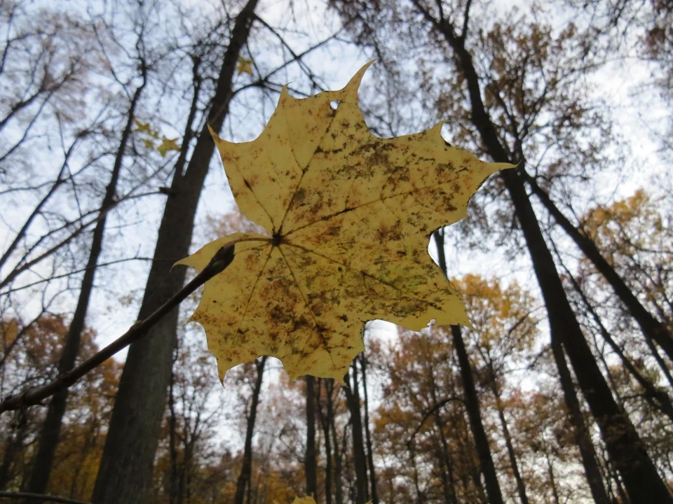 Відкриваємо зелені скарби Ічнянщини: лісовий заказник "Дружба" фото №9