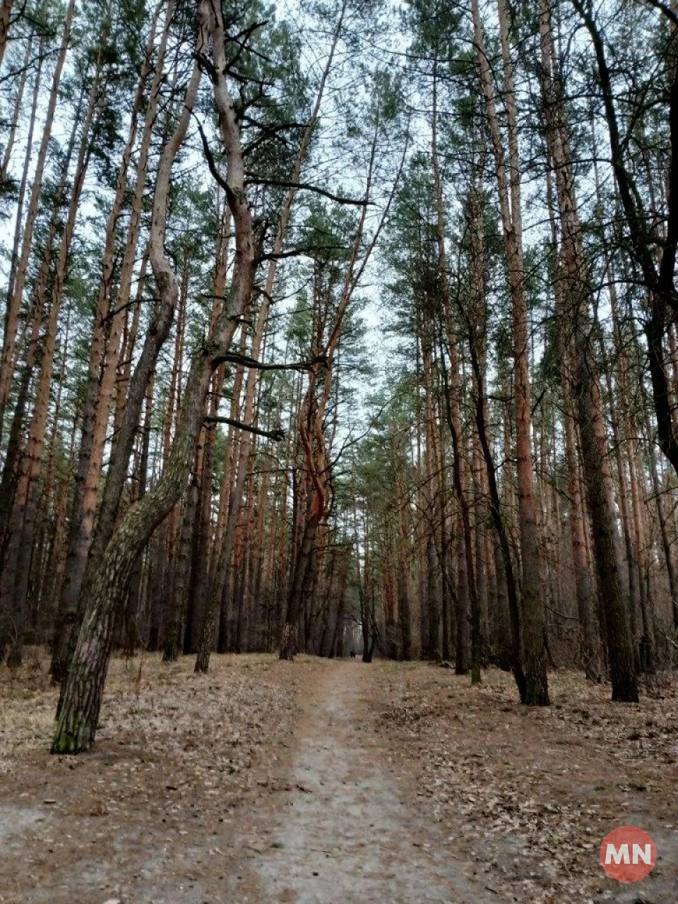 Зелена трава, опале листя і запах хвої: зимовий ліс у січні 2025 - Фоторепортаж фото №2