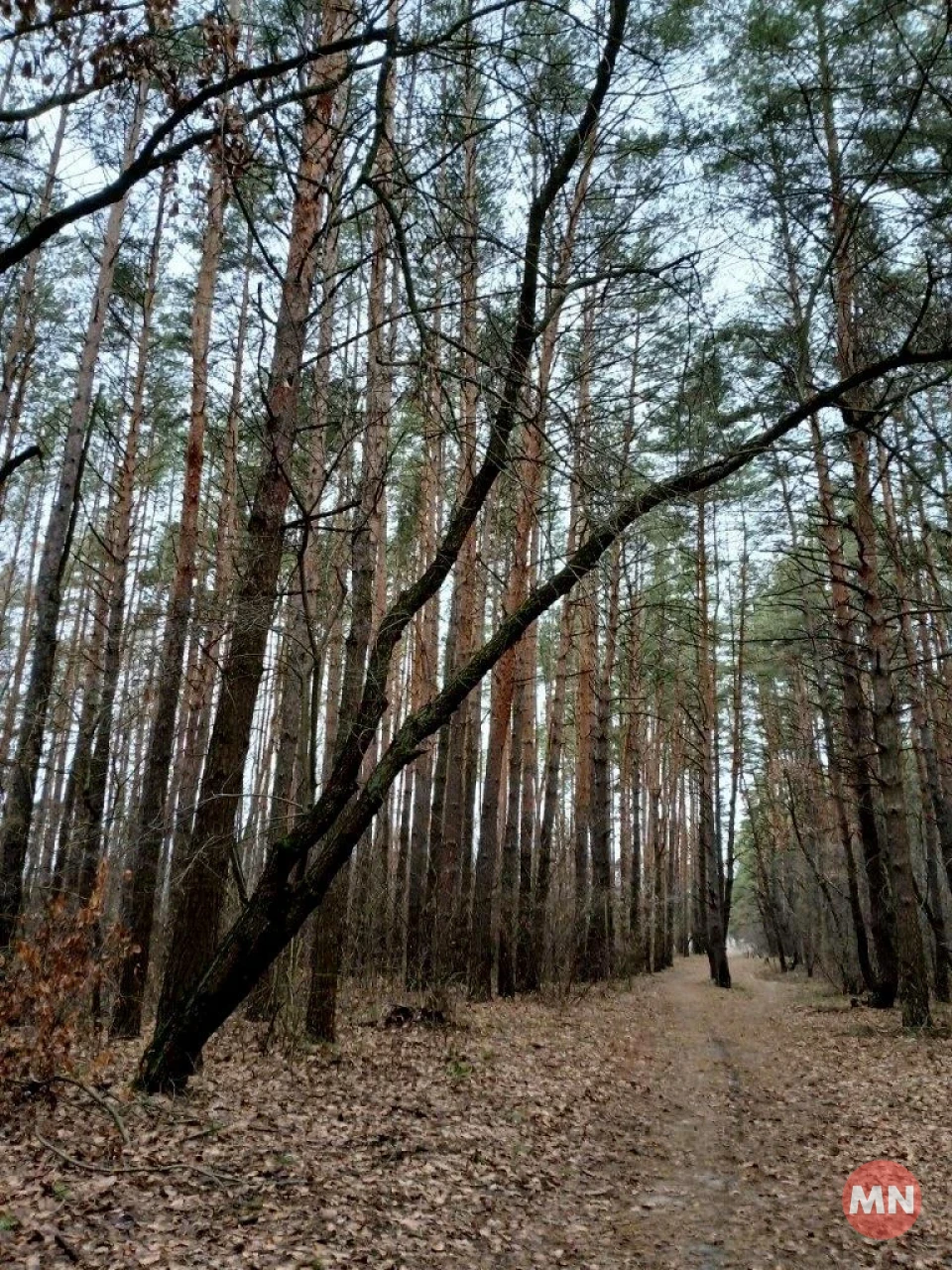 Зелена трава, опале листя і запах хвої: зимовий ліс у січні 2025 - Фоторепортаж фото №10