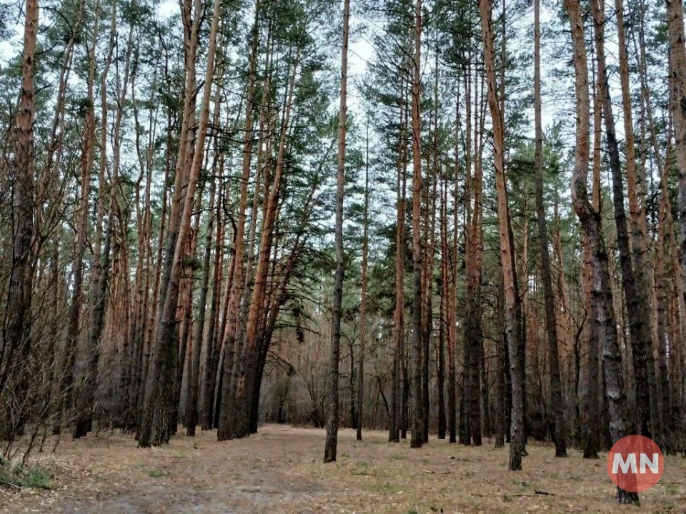 Зелена трава, опале листя і запах хвої: зимовий ліс у січні 2025 - Фоторепортаж фото №11