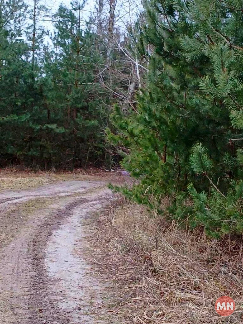 Зелена трава, опале листя і запах хвої: зимовий ліс у січні 2025 - Фоторепортаж фото №17