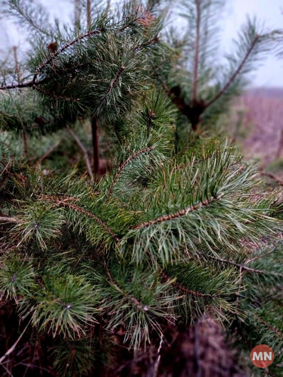 Зелена трава, опале листя і запах хвої: зимовий ліс у січні 2025 - Фоторепортаж фото №21