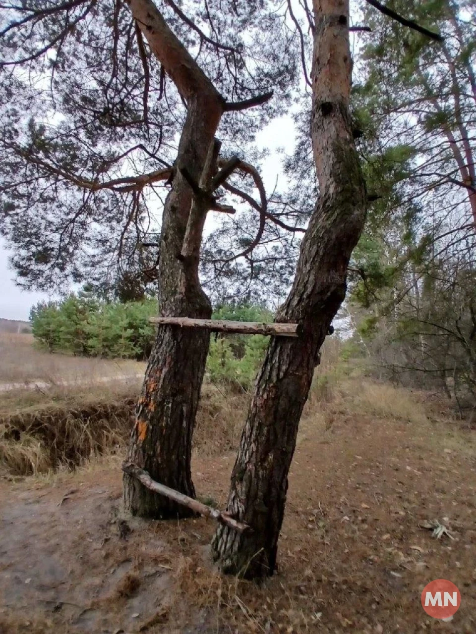 Зелена трава, опале листя і запах хвої: зимовий ліс у січні 2025 - Фоторепортаж фото №26