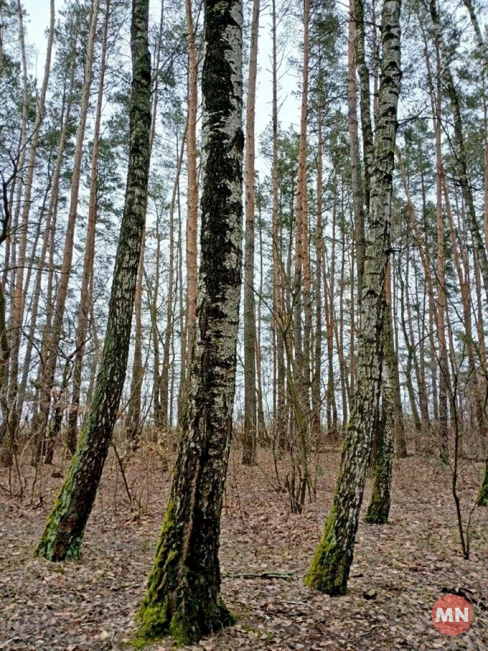 Зелена трава, опале листя і запах хвої: зимовий ліс у січні 2025 - Фоторепортаж фото №30