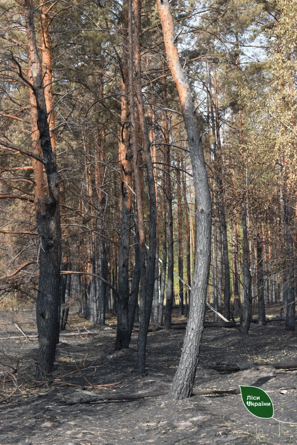 Прикордонні ліси під ударом: як війна знищує природу і що з цим робити фото №2