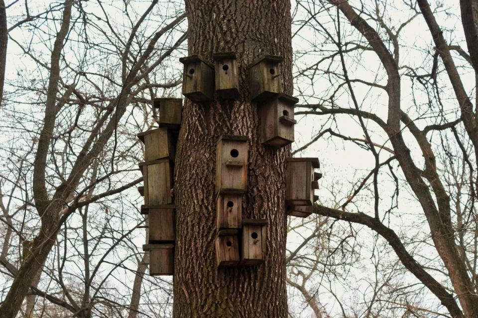 Парк Шевченка сьогодні: фоторепортаж про серце Ніжина фото №3