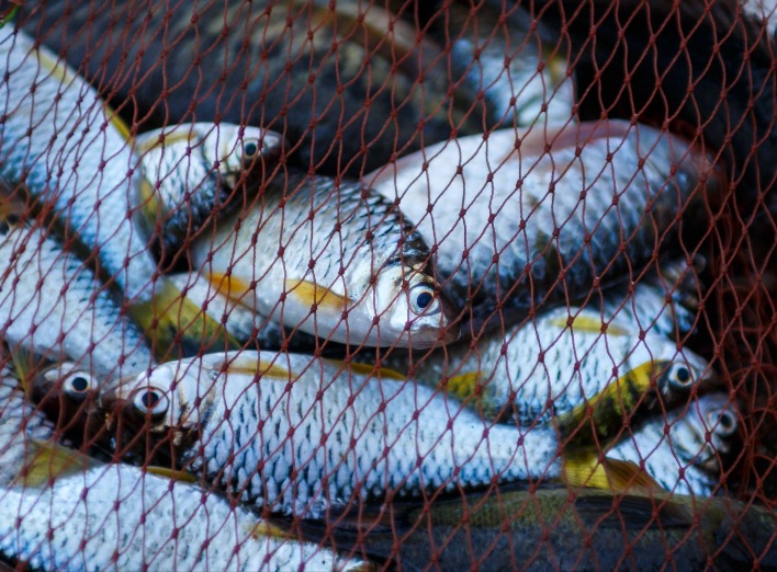 Гарний "кльов": браконьєр з Чернігівщини наловив риби на понад 80 тисяч гривень фото