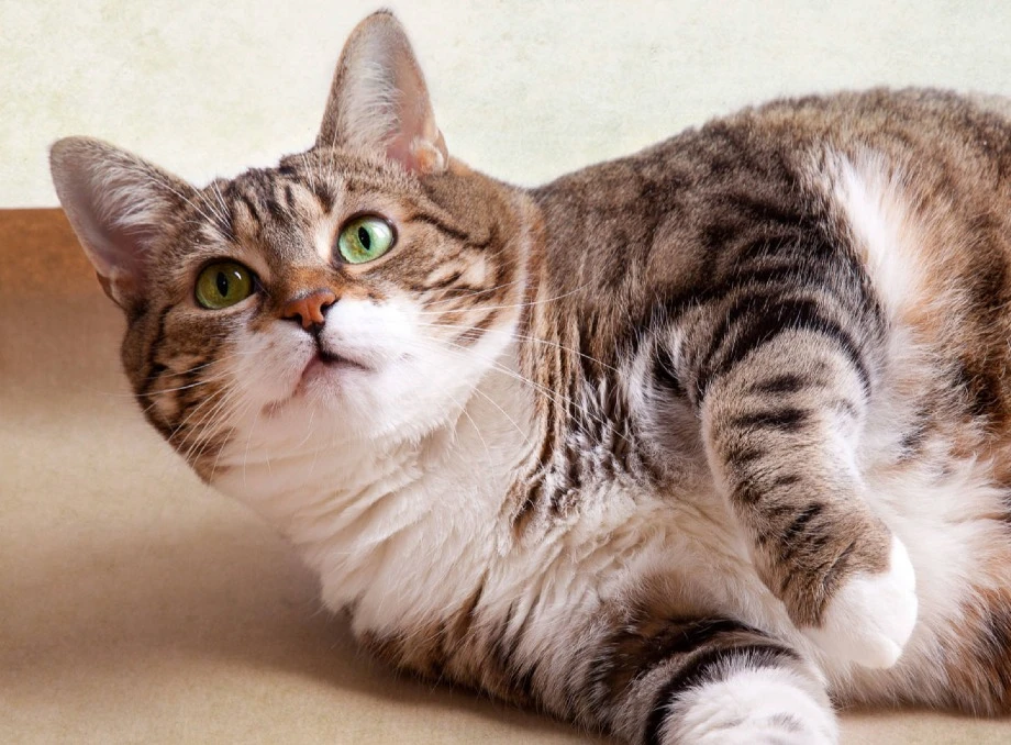 Проблеми з вагою у котів: як ефективно регулювати дієту?