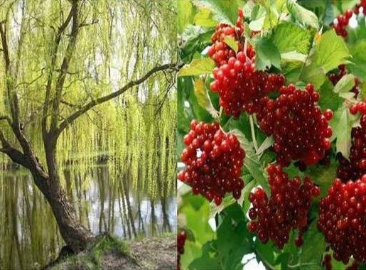 Без верби і калини…