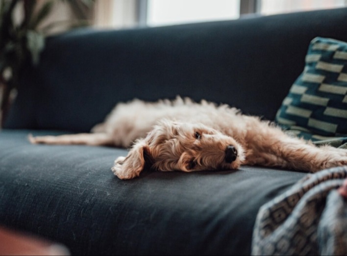П'ять способів видалити шерсть домашніх тварин із дивана